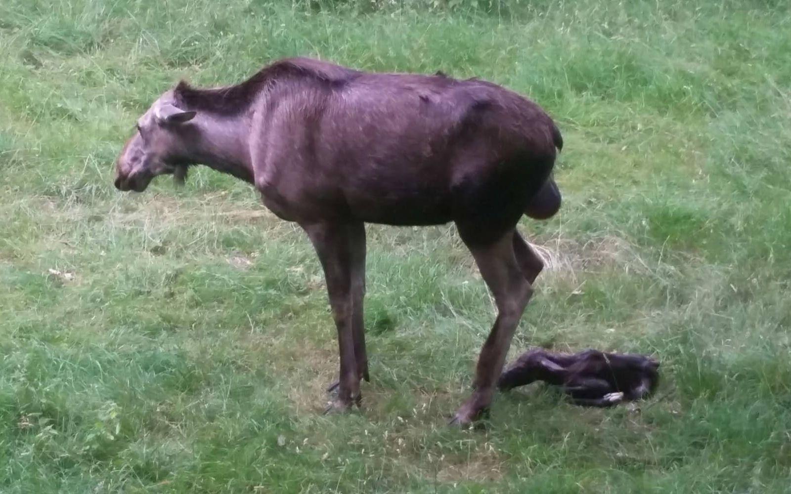 Efter ett tag flämtade kon till, och en kort stund senare låg älgkalven på marken. Foto: Karin Nielsen