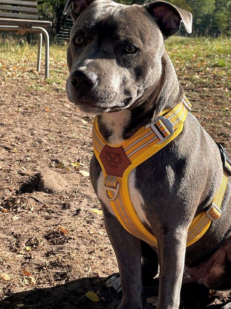 Hunden Baloo, en numera nio månader gammal Staffordshire bullterrier.