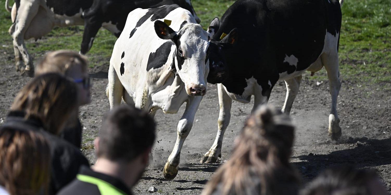 Kosläppen är inte bara en mysig folkfest med mjölk, bullar och vårystra kossor. Det är också en möjlighet för barn och vuxna att se var maten vi äter kommer ifrån och prata om djuromsorg, krisberedskap och klimatsmart mjölkproduktion, skriver debattören.