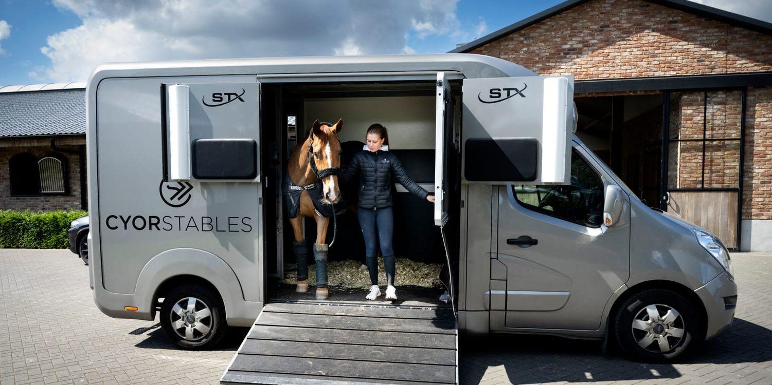 Hästskötaren Stina Löfgren leder ut stjärnhästen King Edward ur en transport vid Henrik von Eckermanns gård i Limburg.