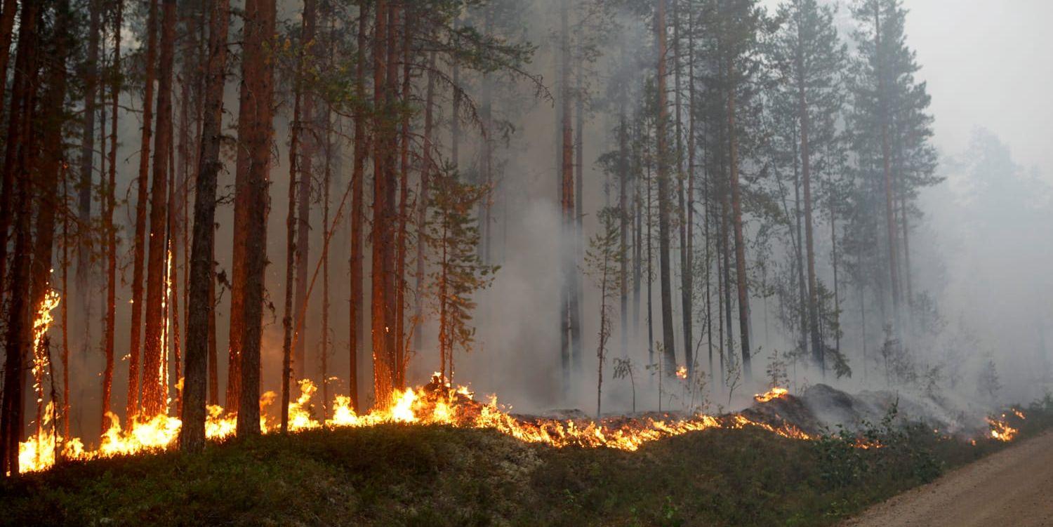 Vi ser vår framtid brinna och vår regering hämtar mer ved, skriver insändarskribenten.