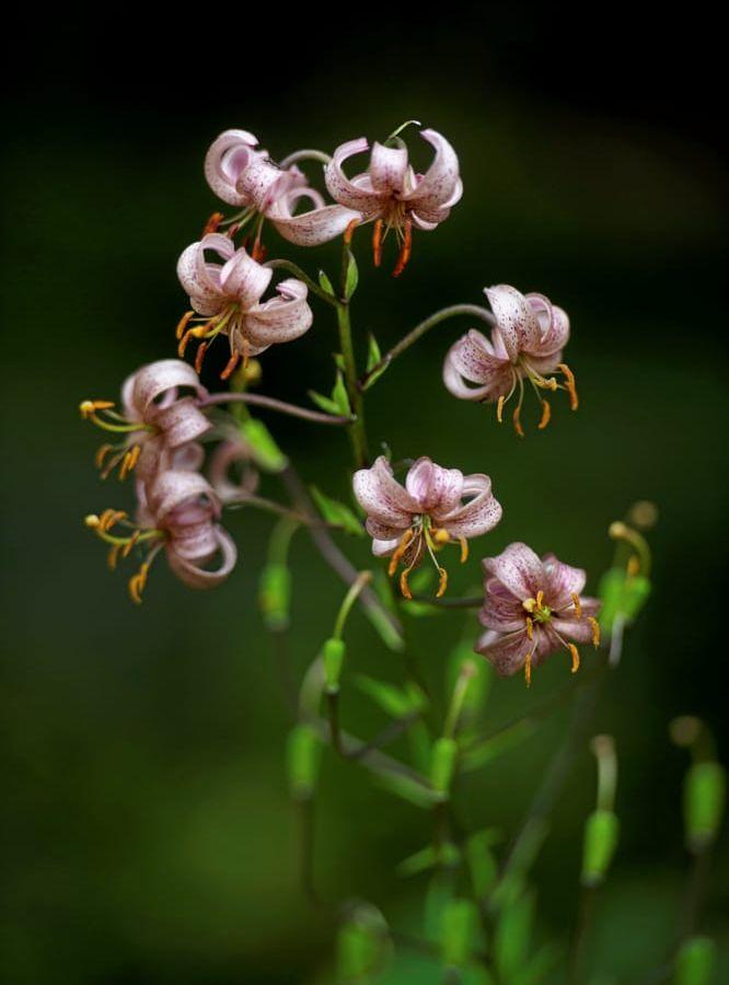 Krollilja, Lilium martagon.