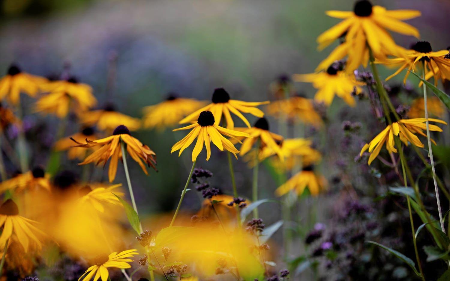 Stålrudbeckia, Rudbeckia fulgida v. sullivantii.