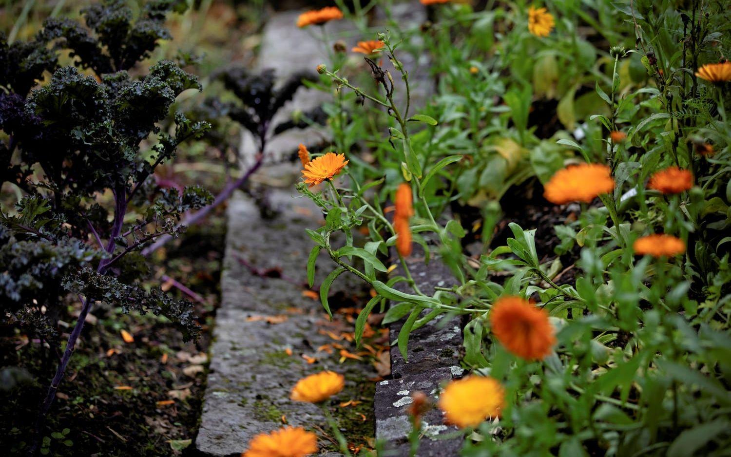 Höst. Ringblomma, Calendula officinalis 'Fiesta Gitana'.