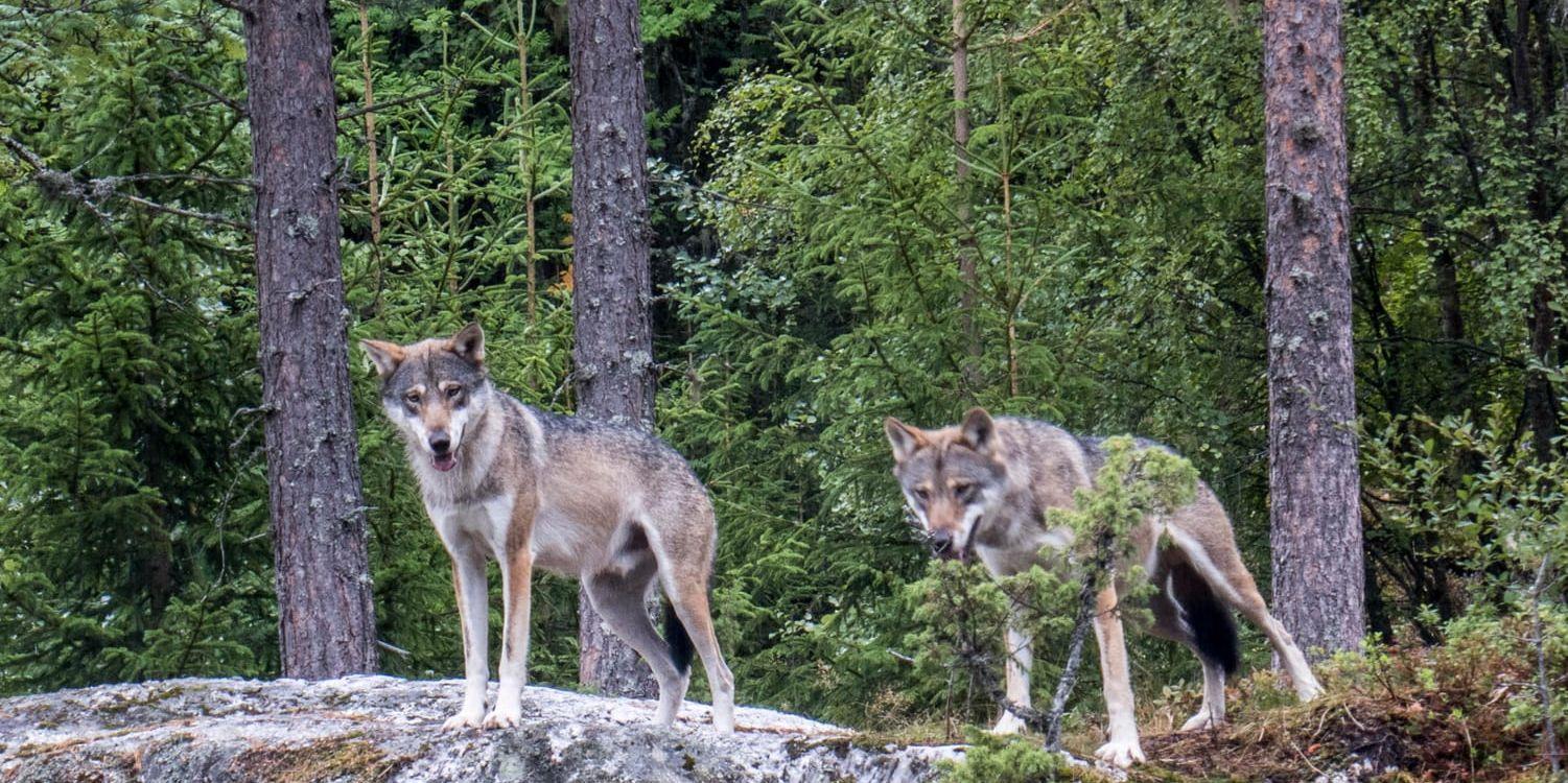 De tre vargar som hittades vid husrannsakan var i så dåligt skick att de fick avlivas omedelbart. Arkivbild.