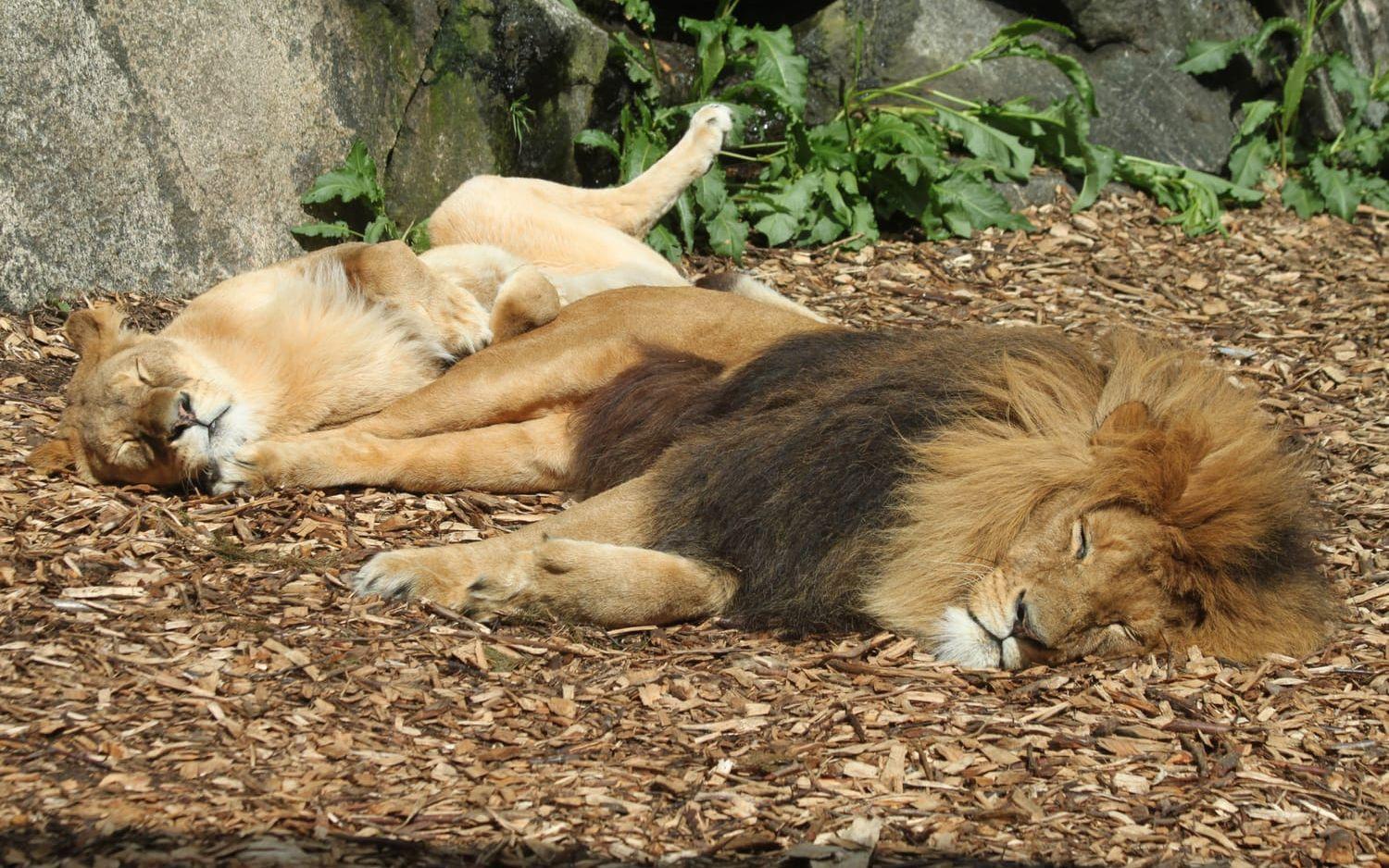 Här är två av de tre lejonungarna som föddes i april. Foto: Borås djurpark