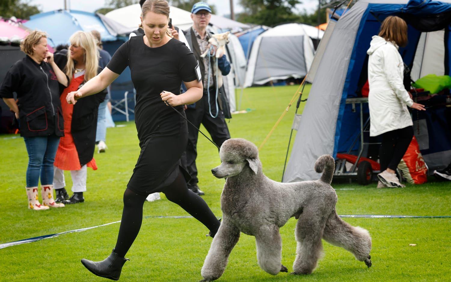 Hunden Putte visas upp av uppfödaren Elisabeth Hildebrand.