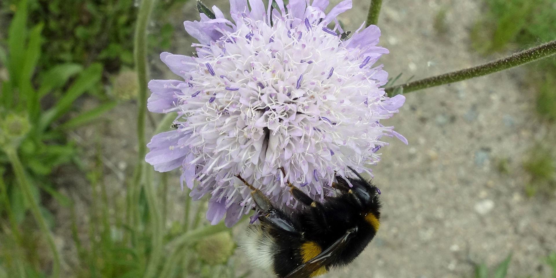 Blommande bro. En mörk jordhumla har slagit sig ner på en av de många olika ängsblommor som planterats på ekodukten.