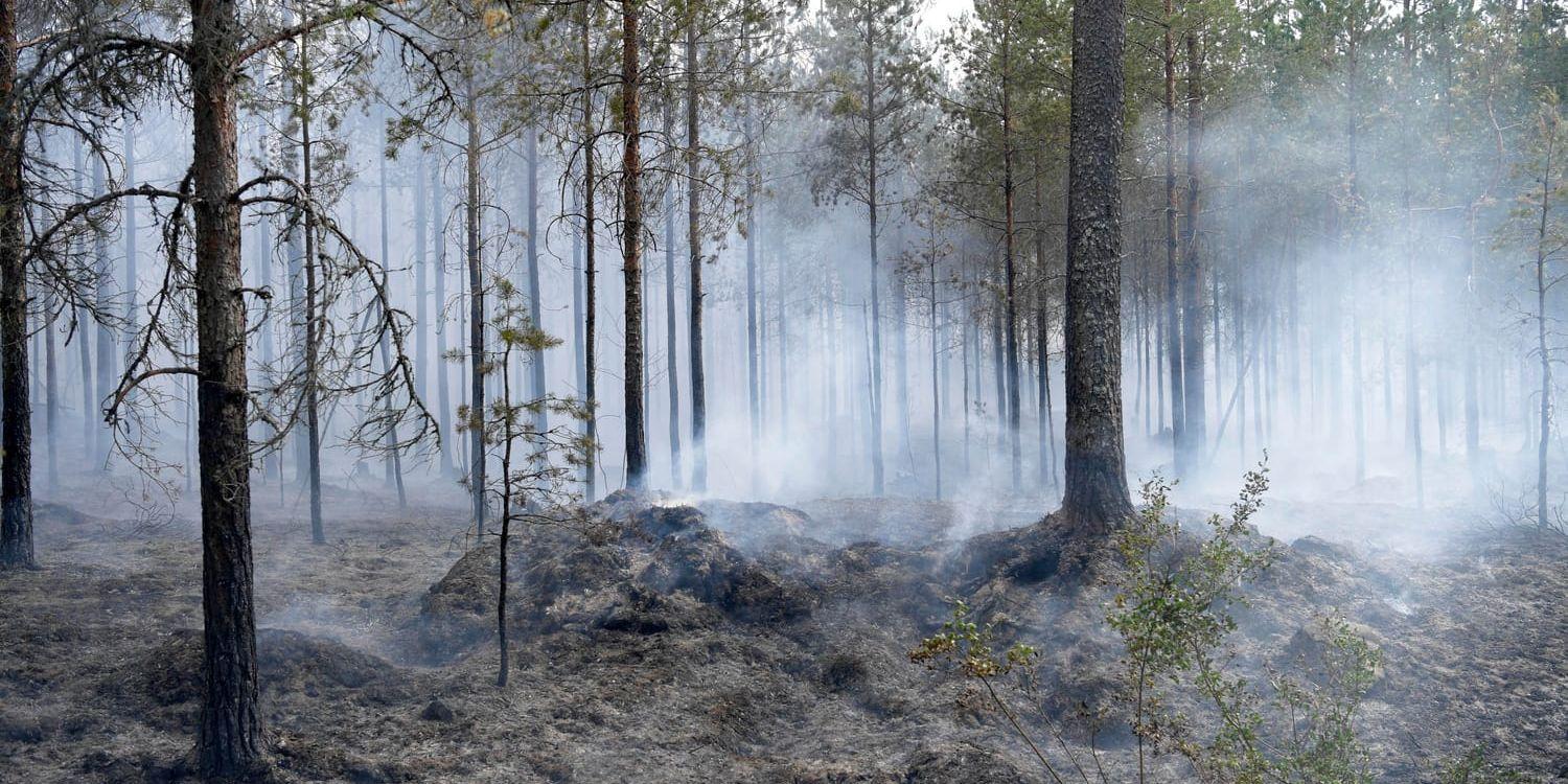 Flera skogsbränder har rasat de senaste dagarna nära Sala i Västmanland.