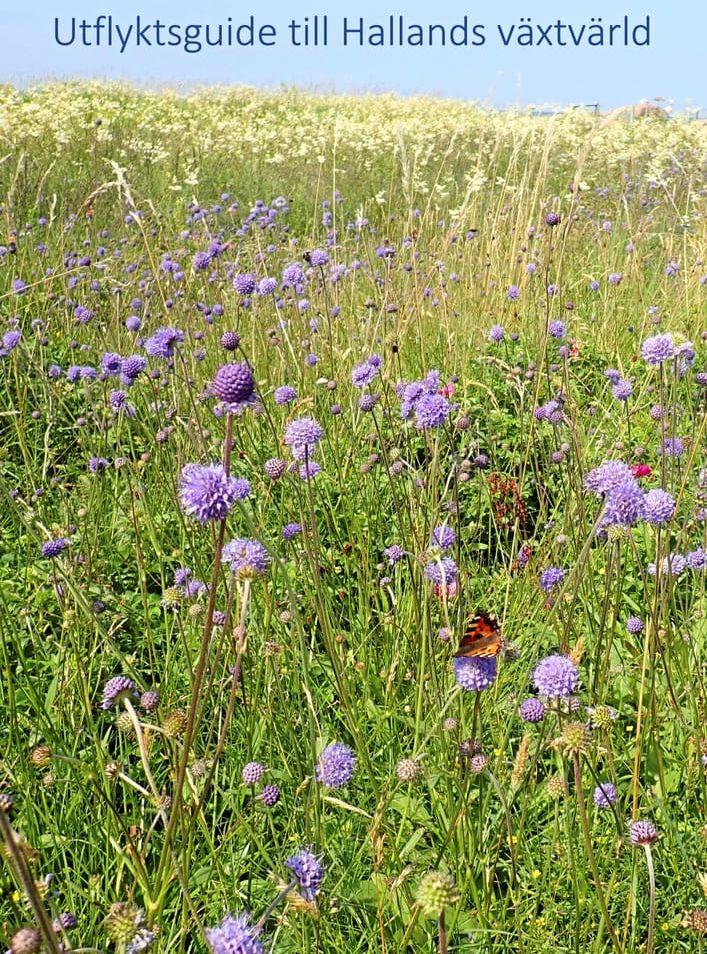 Omslaget till den botaniska utflyktsguiden.