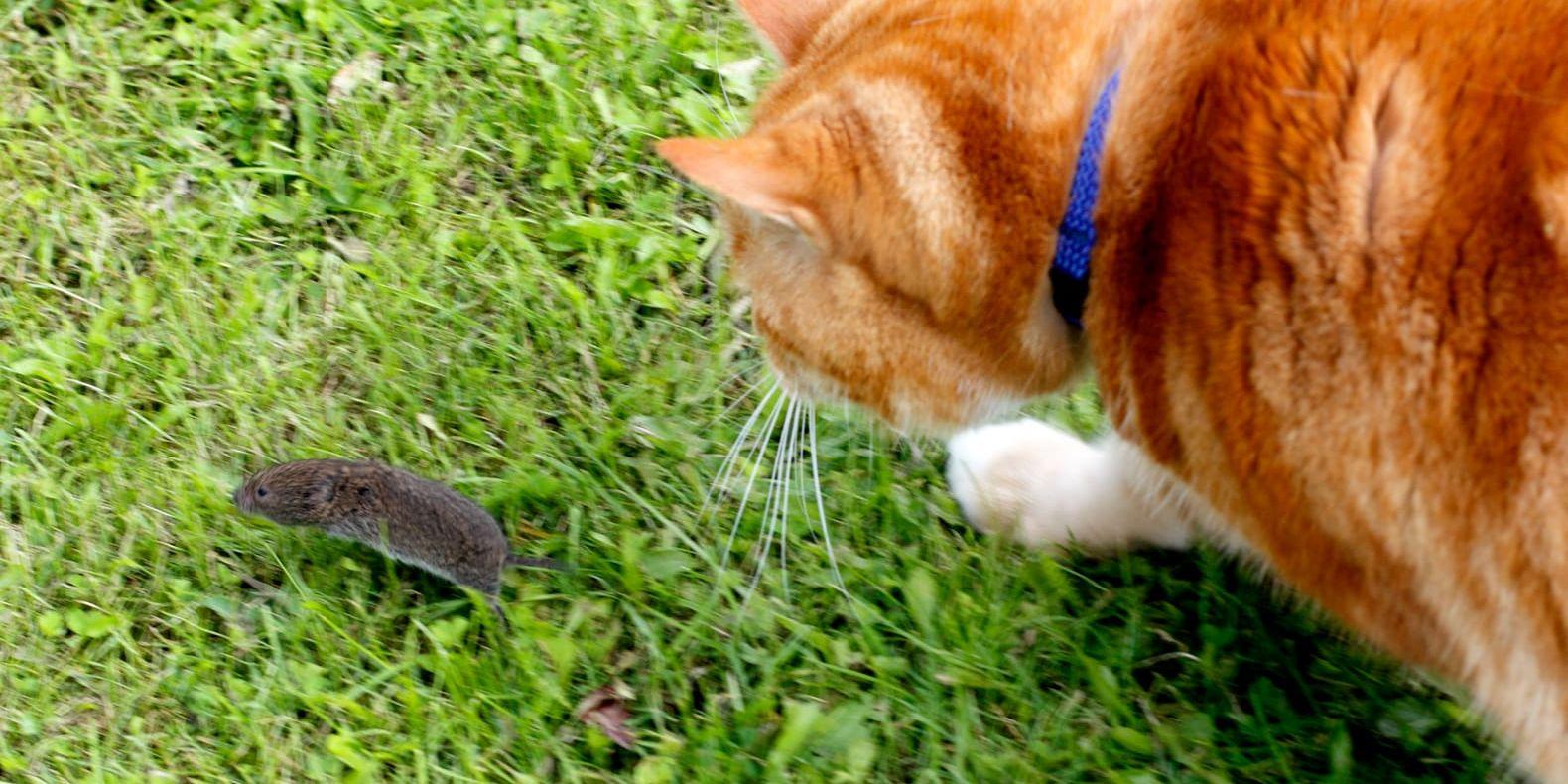 Sickan smittades av tuberkulos från en sork. Bilden föreställer en annan katt.