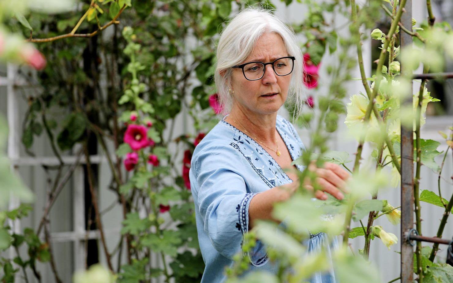 Sabina Sehlin vid Austinrosen Gertrude Jekyll.