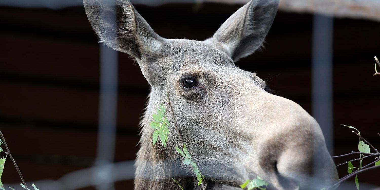 En älg som kommit in i centrala Göteborg sköts av en jägare på uppdrag av polisen. Arkivbild.