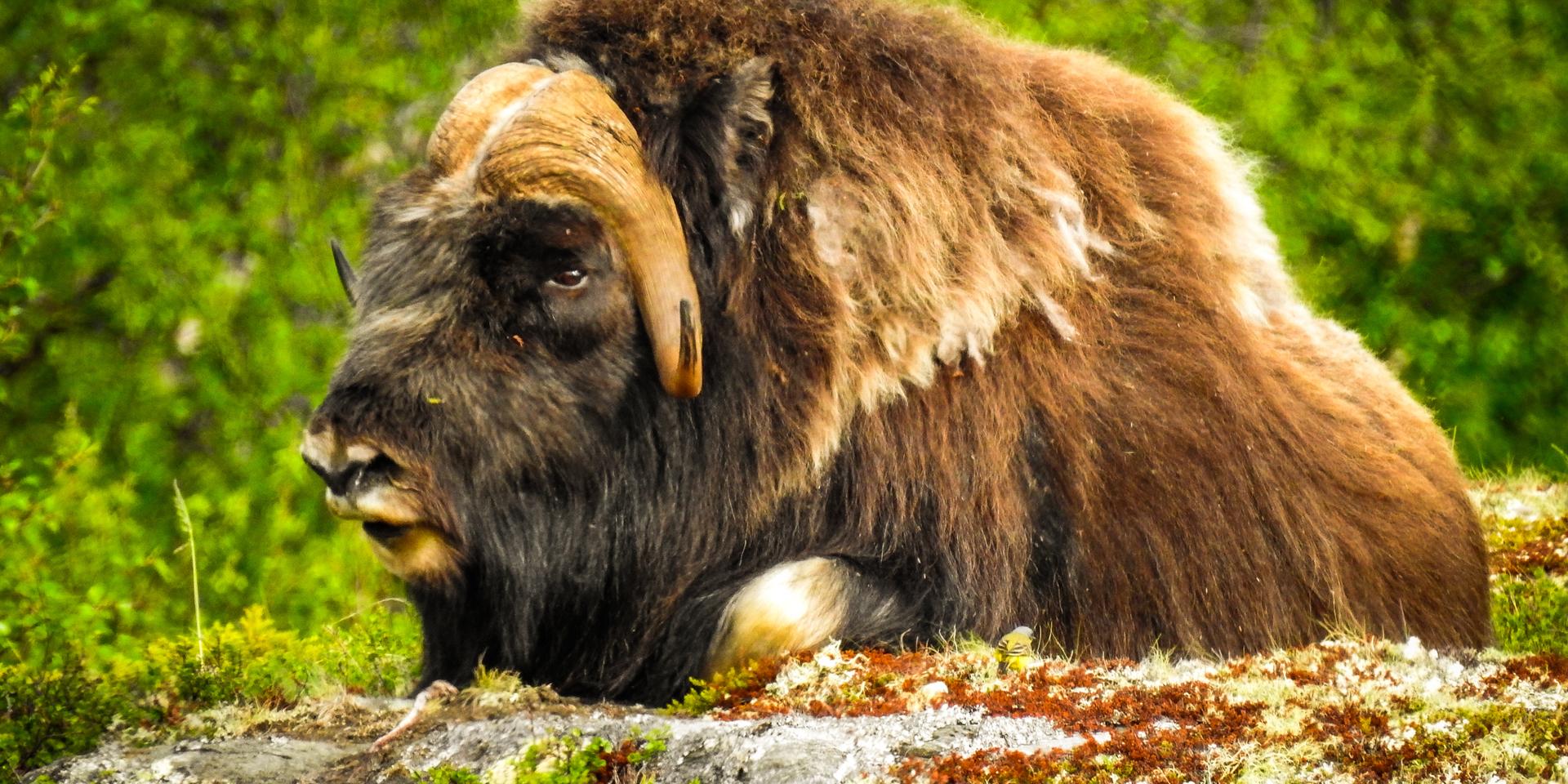 Regissörsparet fick tura till fjälls för att finna sina myskoxar i Norge.