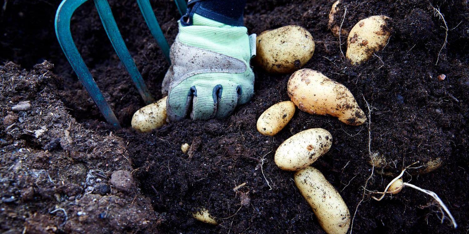 Potatis mår inte bra av det myckna regnandet. Arkivbild.