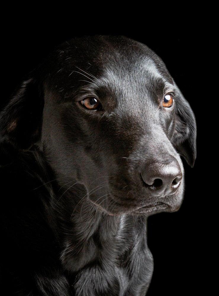 Charlie har det vanligaste hundnamnet på en hanhund i Varberg.