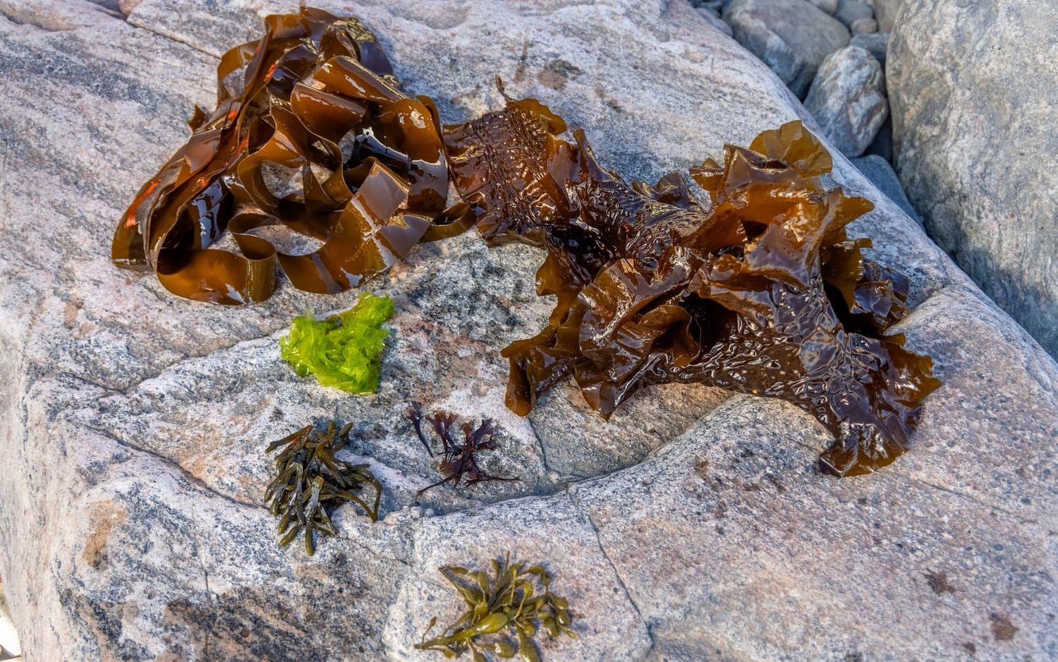 Fingertång, sockertång och blåstång är några vanliga sorter i havet utanför Göteborg.